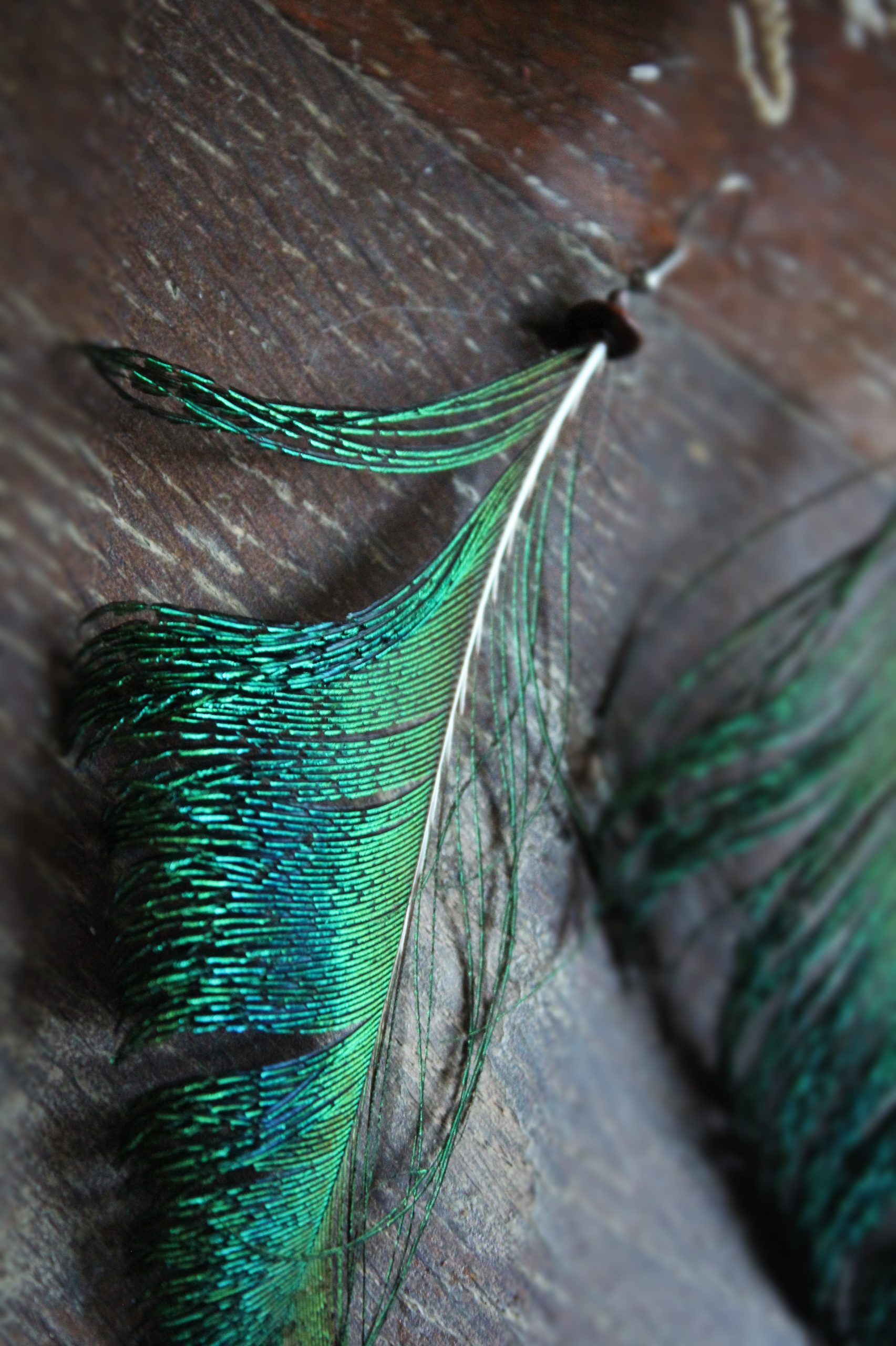 Grandes boucles d'oreilles plumes de paon et perles en bois