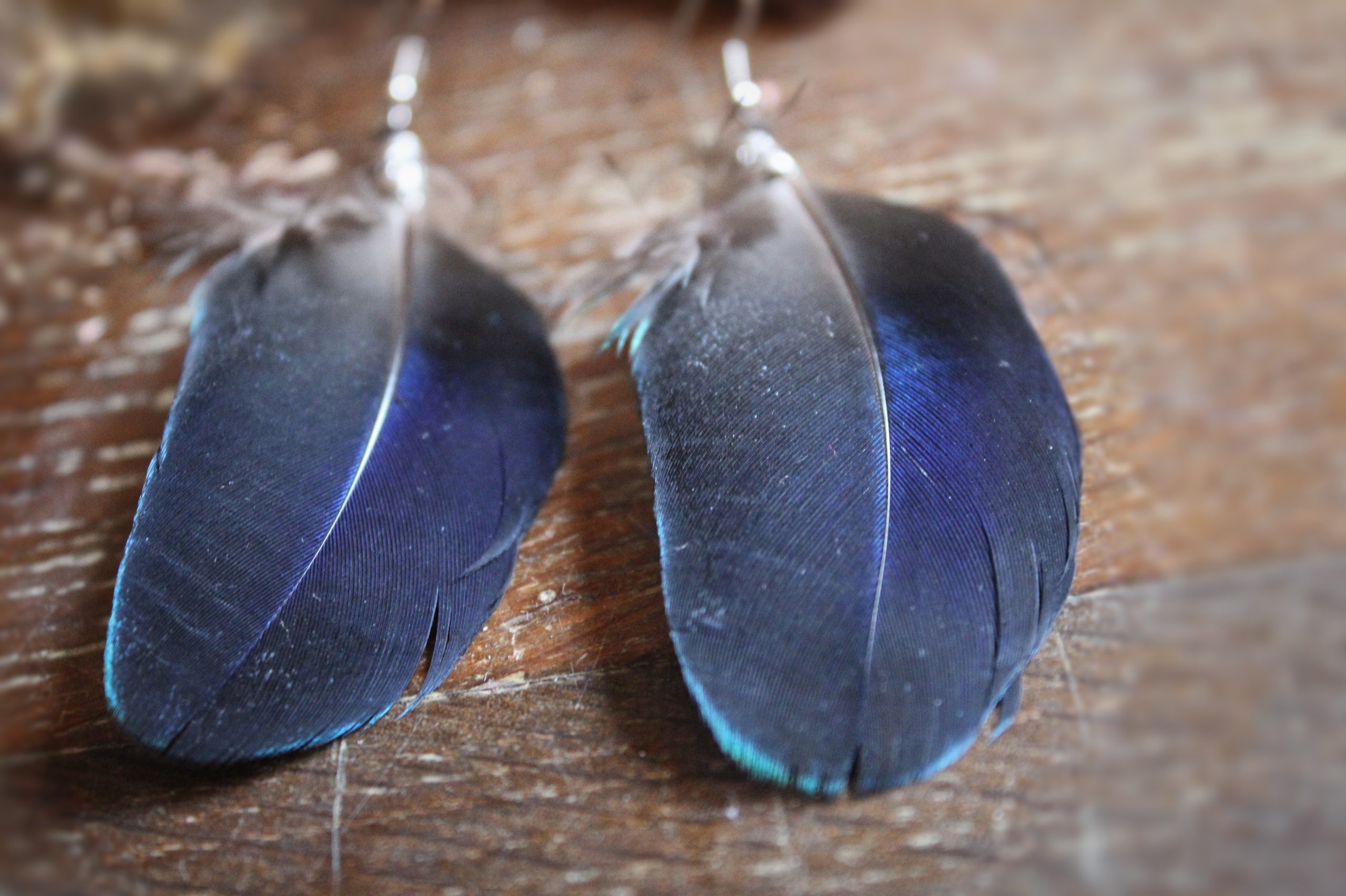 Boucles d'oreilles plumes de paon bleues