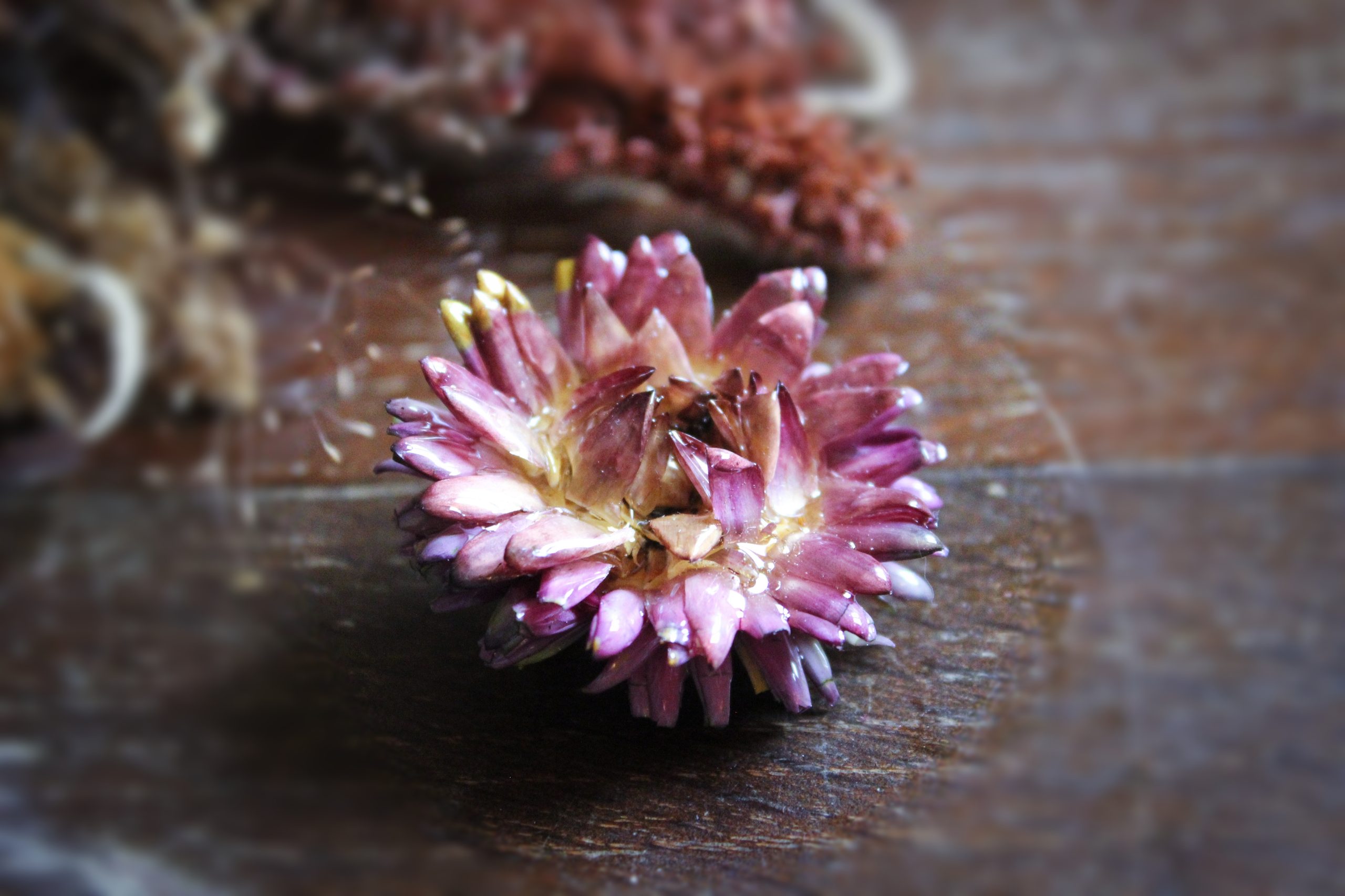 Broche avec une fleur d'œillet rose résinée