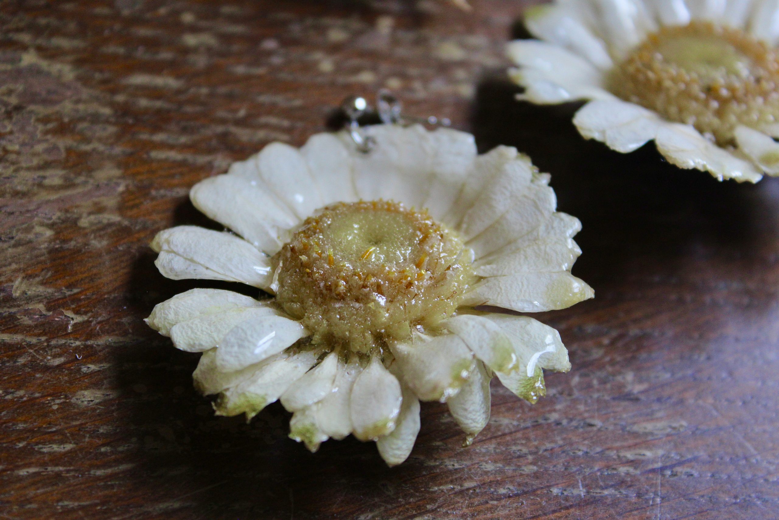 Boucles d'oreilles avec des germinies blanches séchées